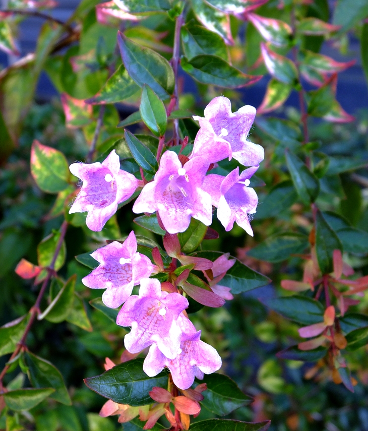 Agatha Raisin y la jardinera plantada&nbsp;(1994)