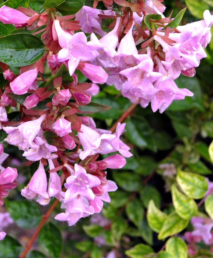 Agatha Raisin y los paseantes de Dembley&nbsp;(1995)