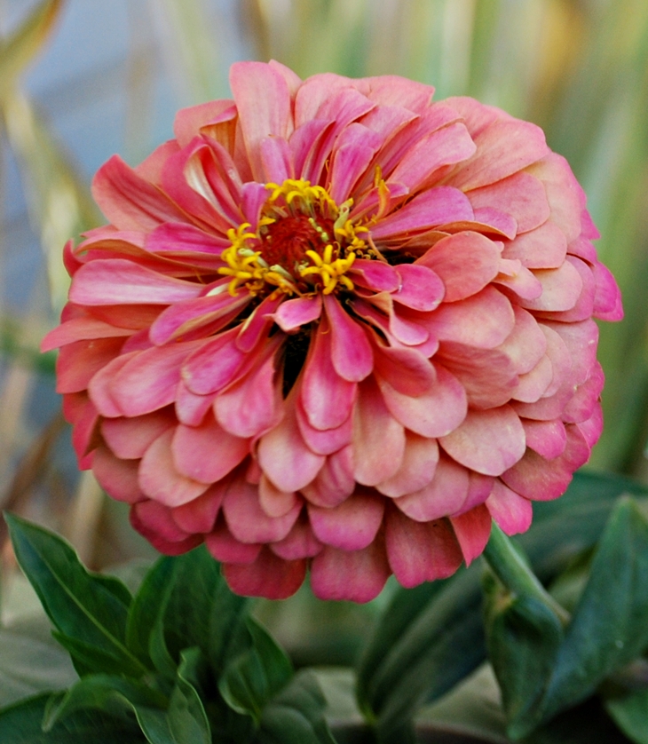 ¿Quién es esa chica?&nbsp;(2016)