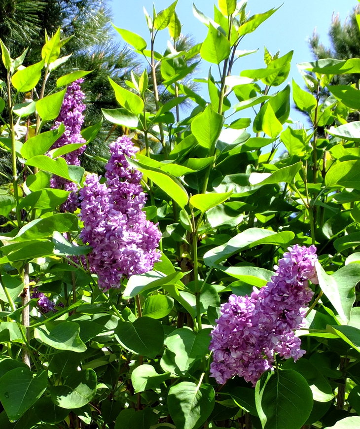 Por siempre jamás (2014)