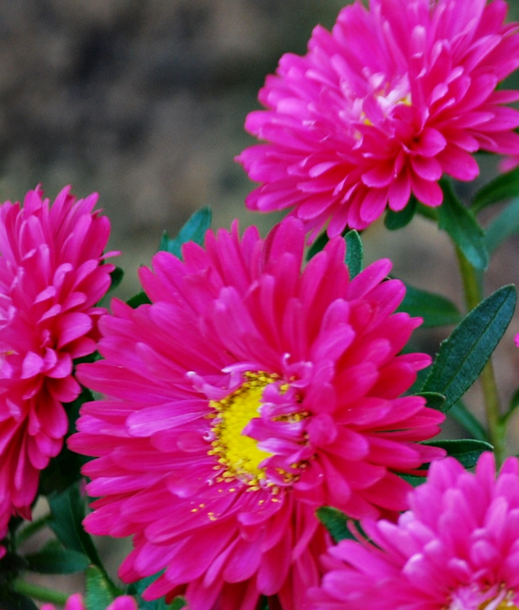 After 3: Almas perdidas&nbsp;(2015)