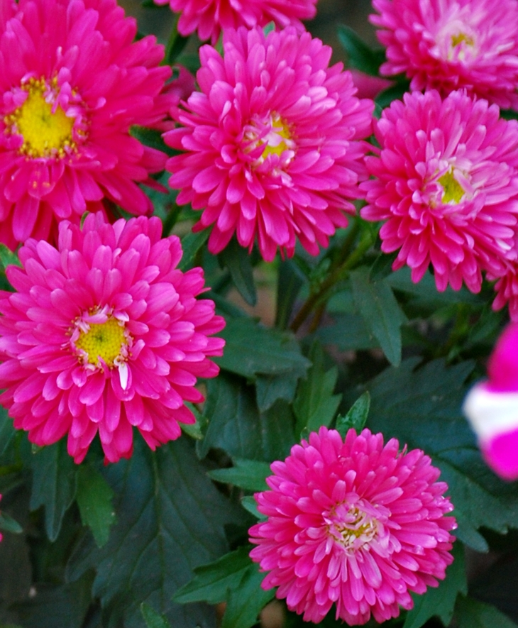 After 4: Amor infinito&nbsp;(2015)