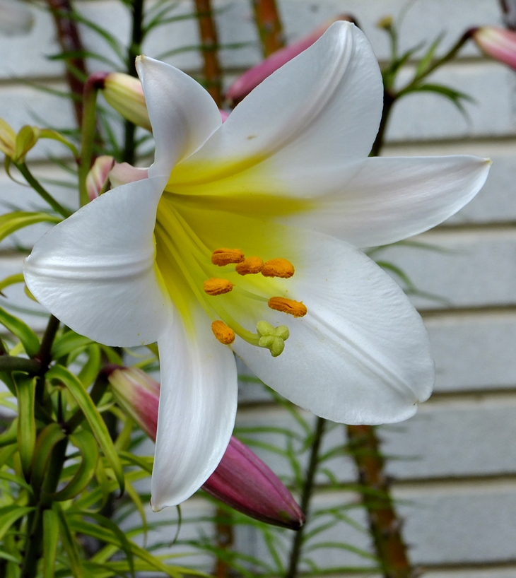 Asesinato en directo&nbsp;(2014)