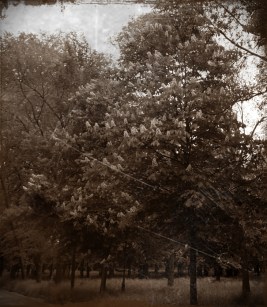 Dorchester Terrace D