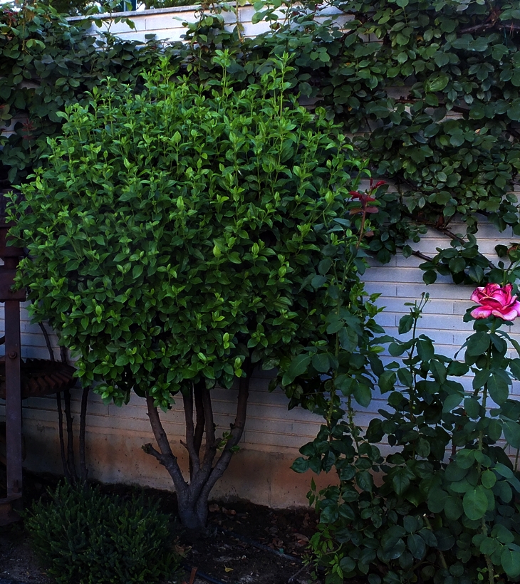 Huesos en el jardín (2002)