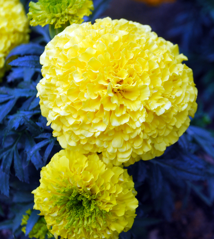 Jodi Ellen Malpas&nbsp;(1980)