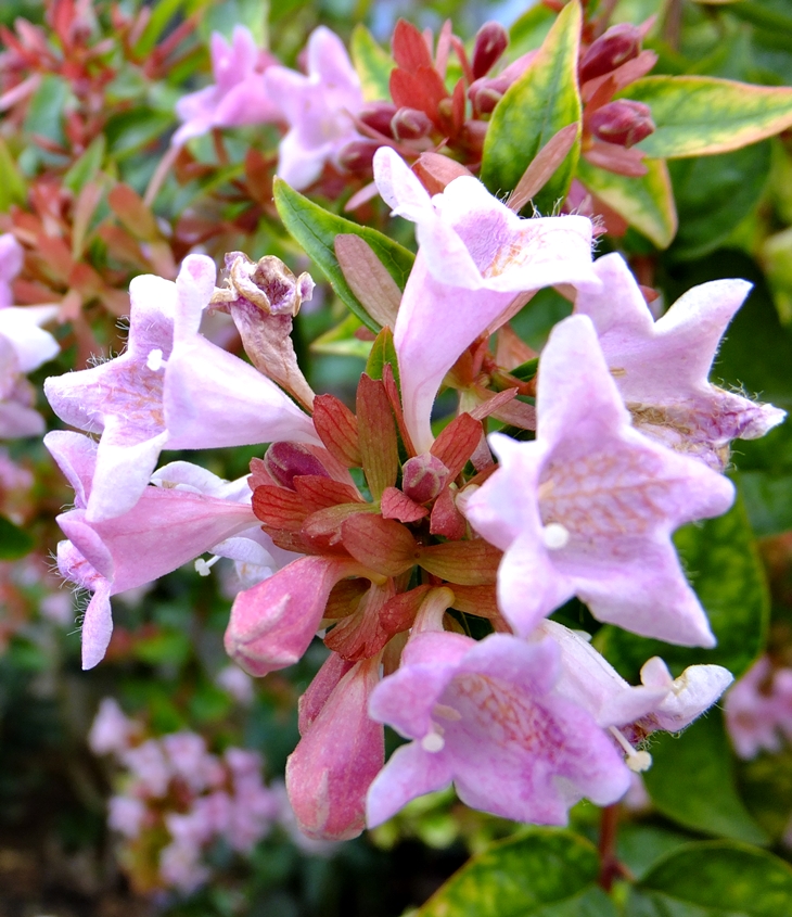 Agatha Raisin y el veterinario cruel&nbsp;(1993)