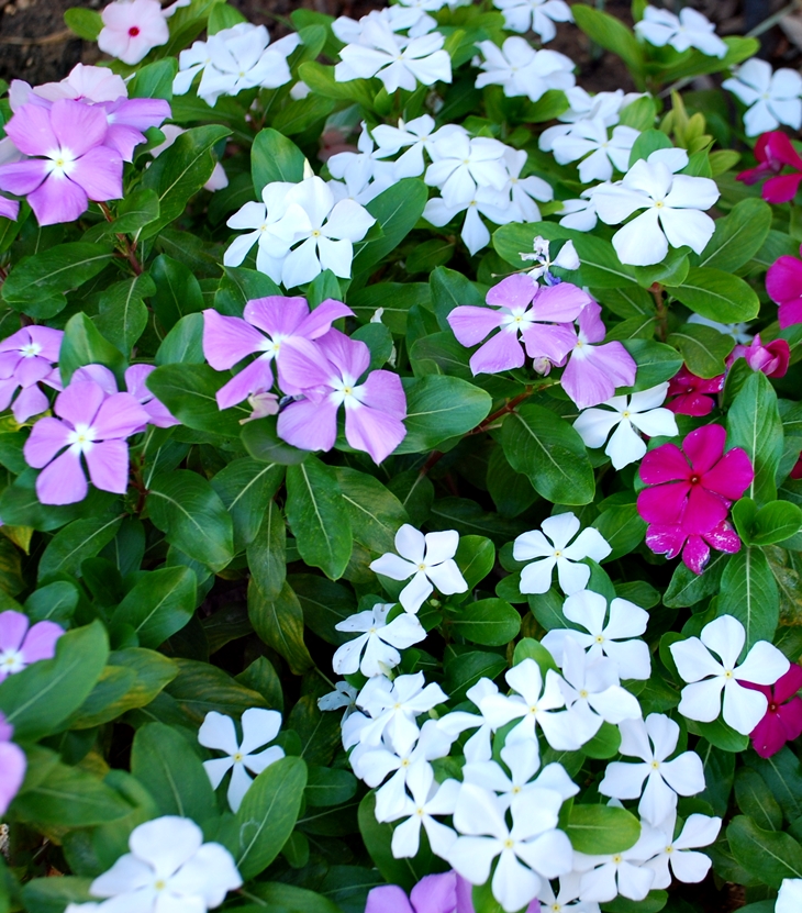 Vincas