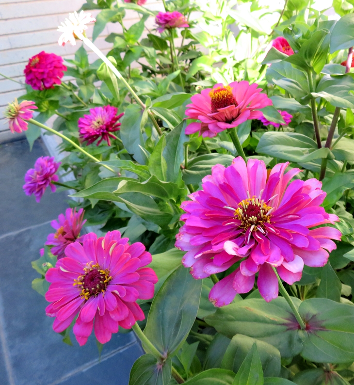Zinnia 2019