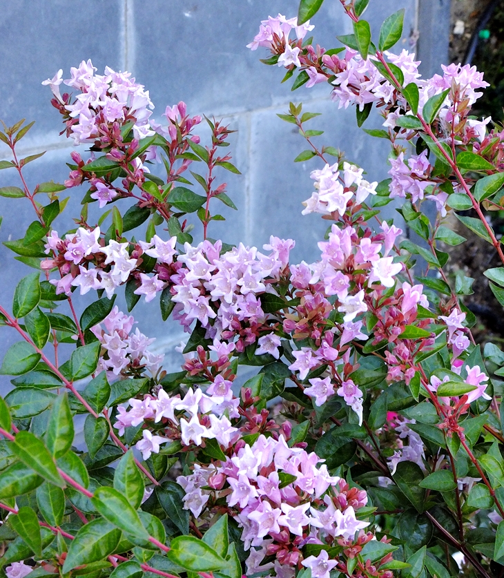 Abelia Grandiflora Edward&nbsp;Goucher