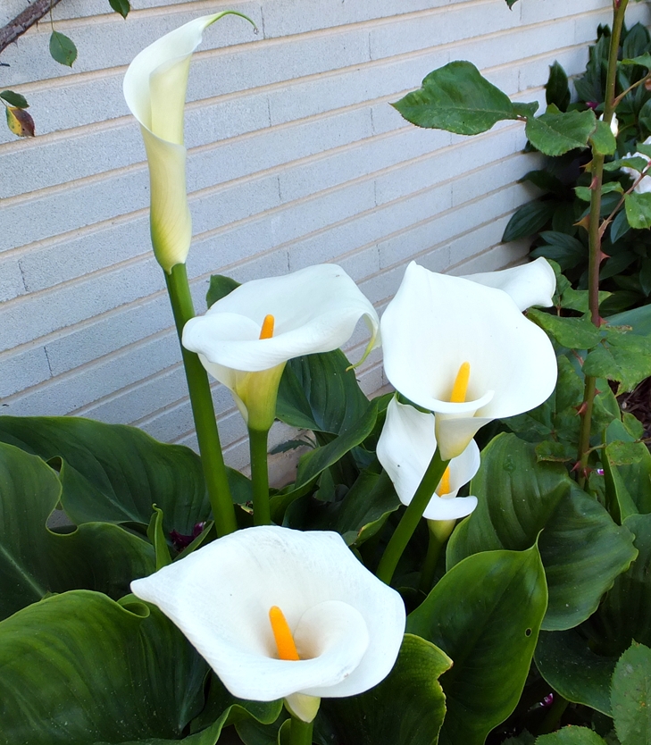 Calas (Zantedeschia aethiopica)