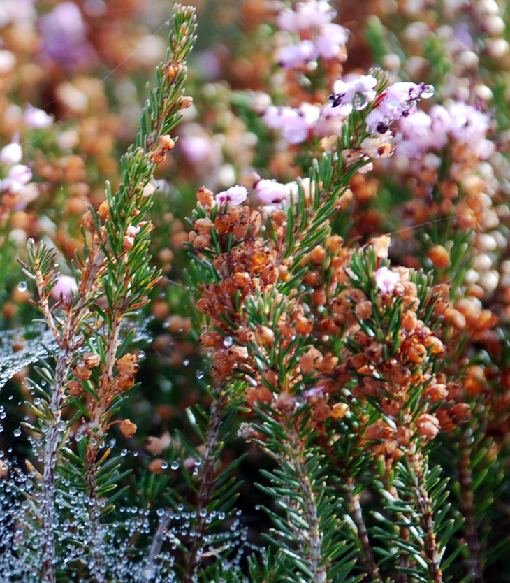 Christina Courtenay (1980?)