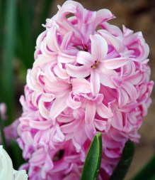 Cynthia-D'Aprix-Sweeny-D