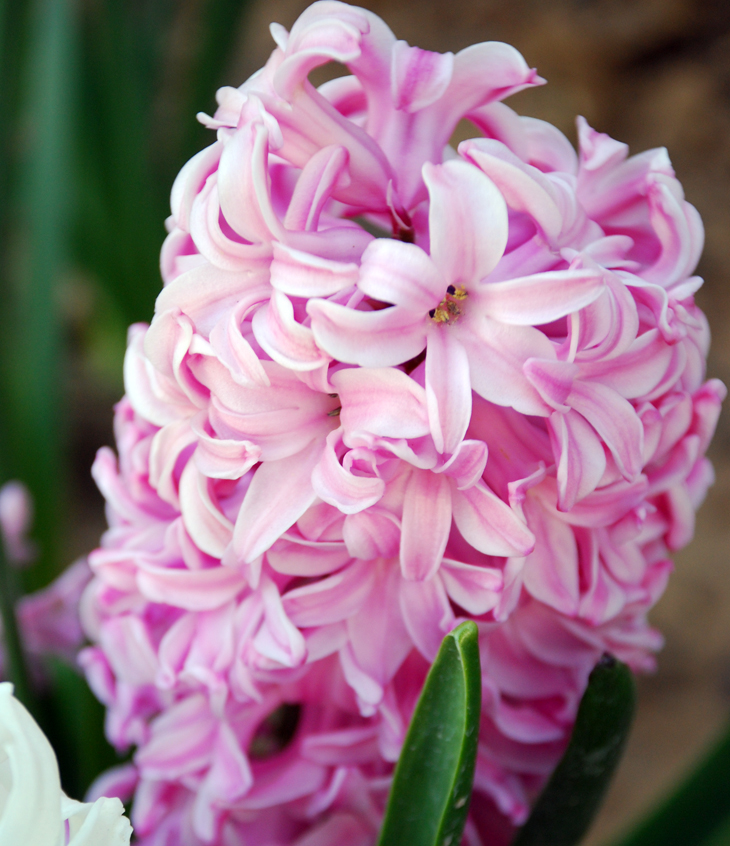 Cynthia D’Aprix Sweeny&nbsp;(1960)