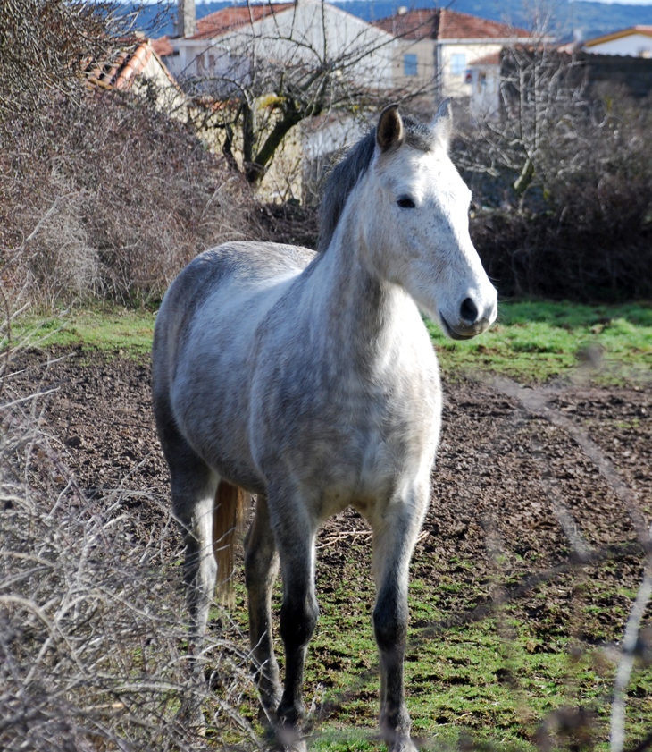 Los Siete Secretos se divierten (1963)
