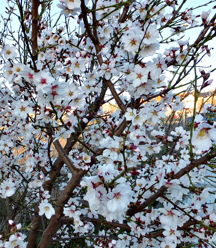 Ana, la de La Isla&nbsp;(1915)
