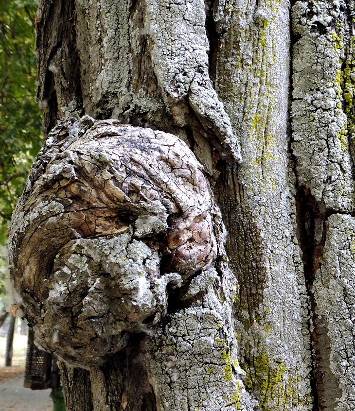 Brian McGilloway (1974)