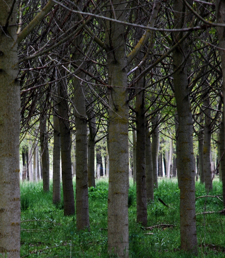 La niña del bosque&nbsp;(2011)
