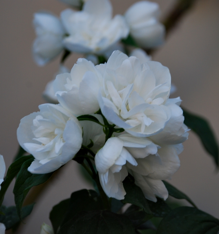 P. D. James&nbsp;(1920-2014)