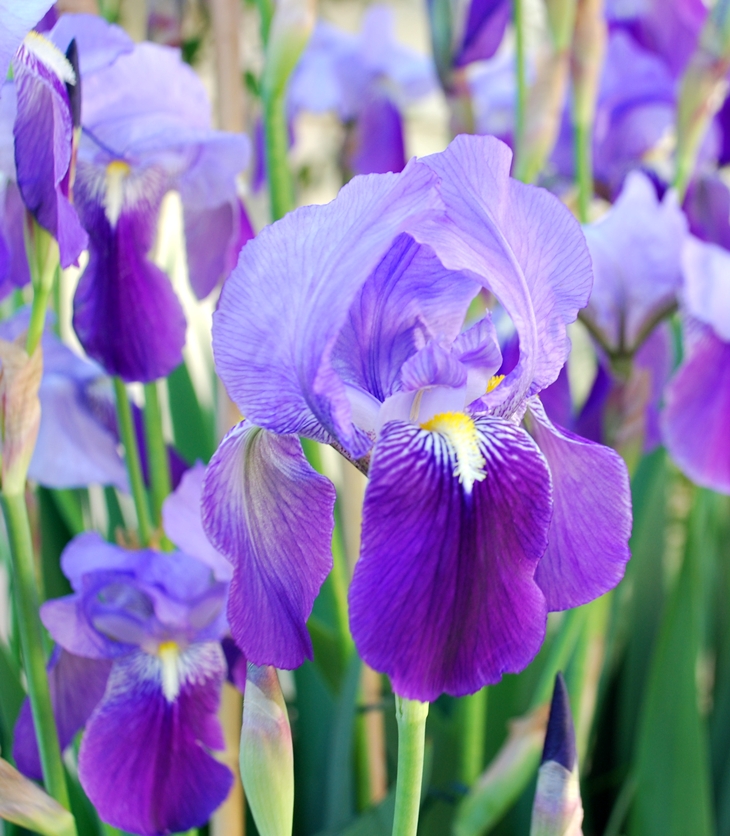 La última carta de amor&nbsp;(2010)