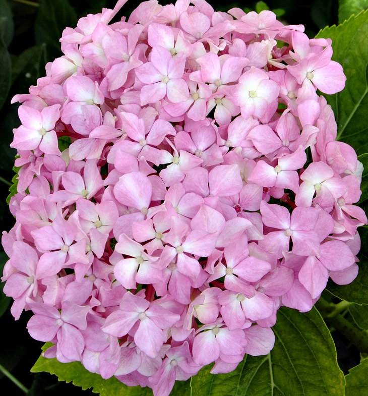 Hortensias (Hydrangea)