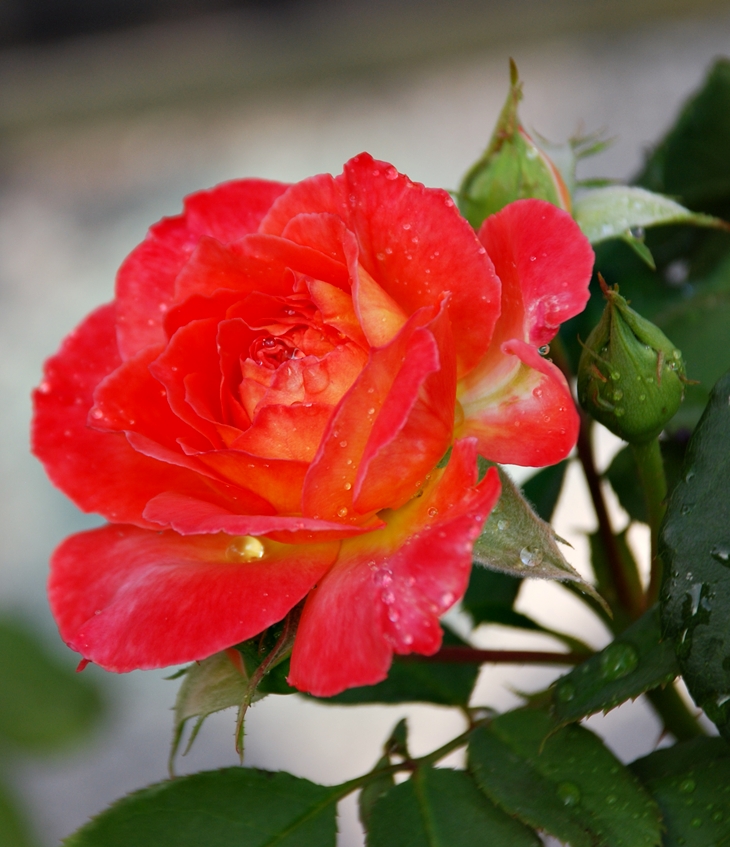 Katherine Pancol (1954)