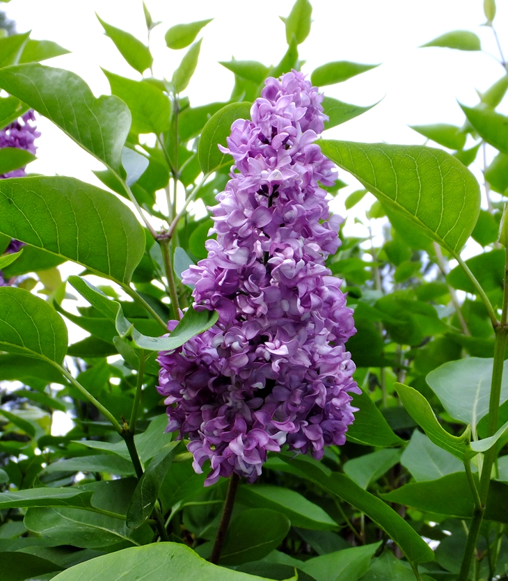 Lilas (Syringa)