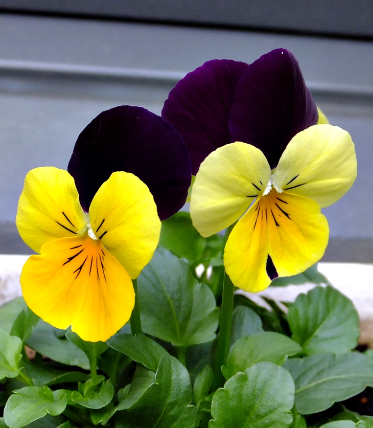 Pensamientos (Viola tricolor hortensis y viola&nbsp;tricolor)