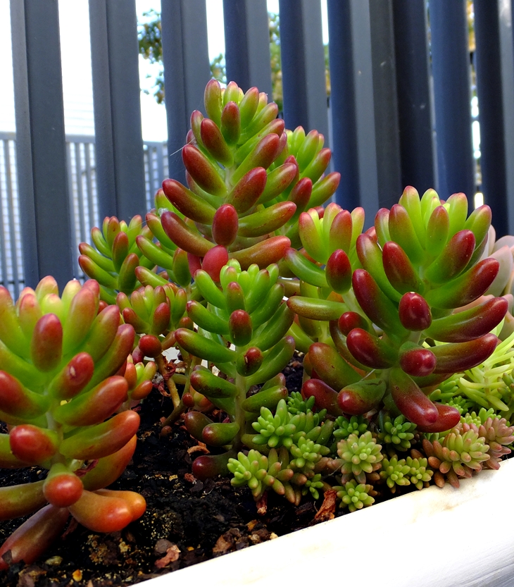 Alicia Giménez Barlett&nbsp;(1951)