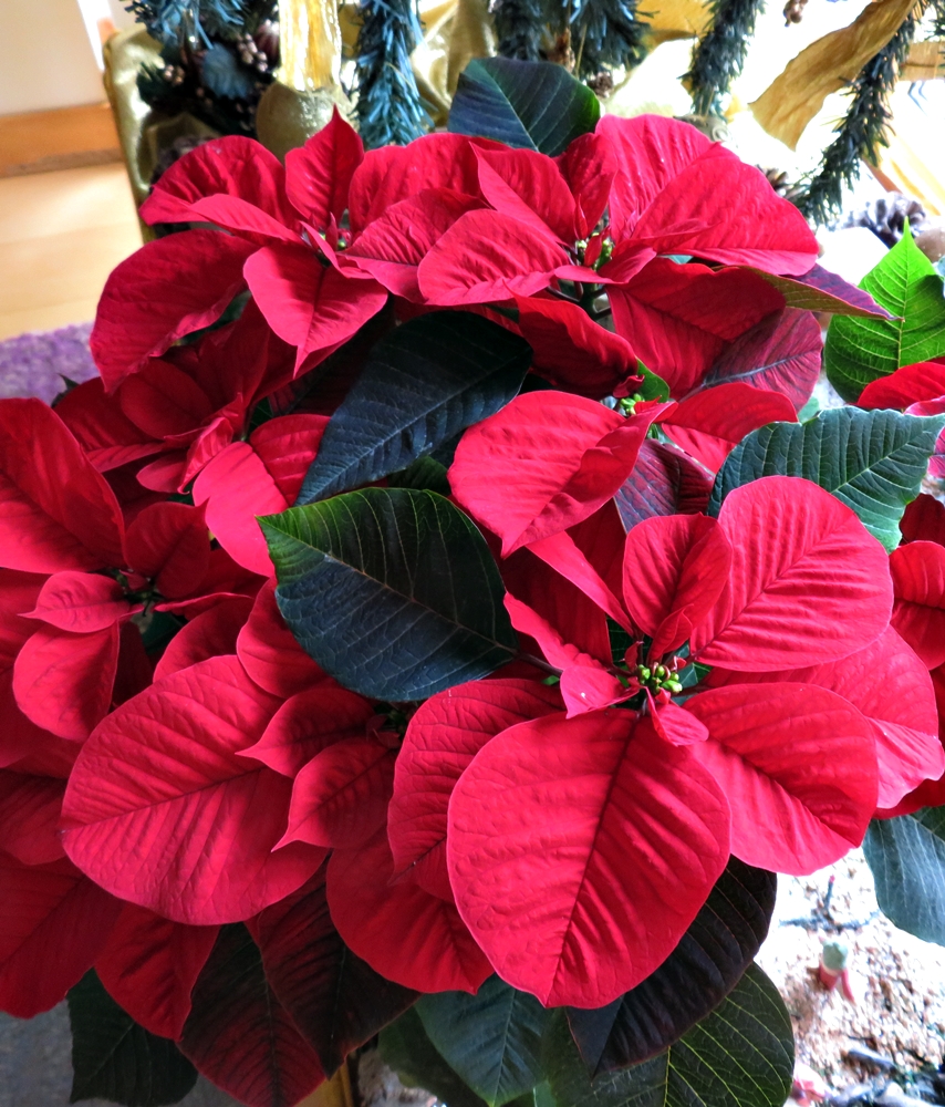 Flor de Pascua (Euphorbia&nbsp;pulcherrima)