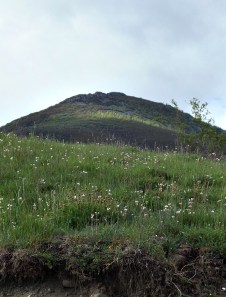 Cinco Contrabandista D