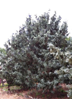 José Antonio Arcediano D