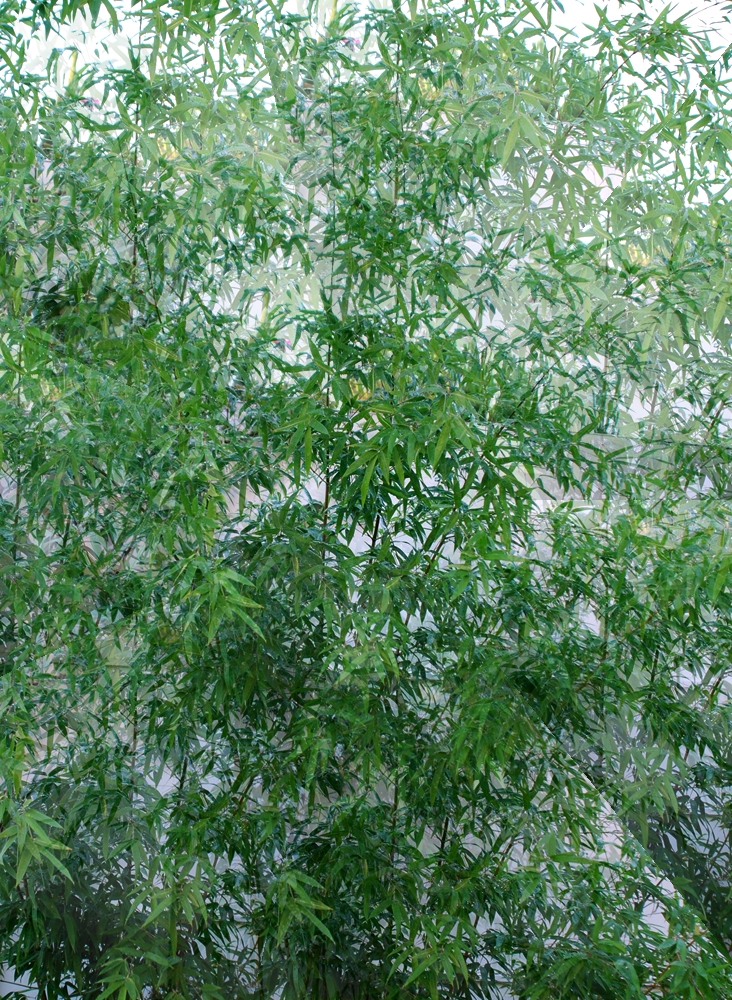 Michael Connelly (1956)