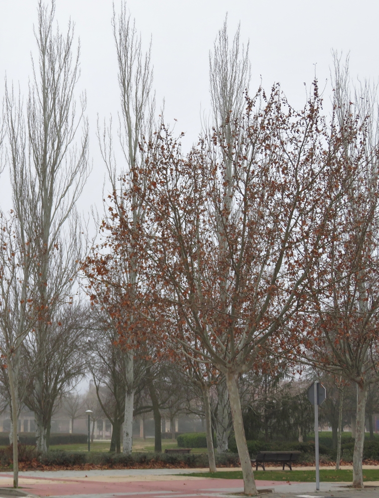 Paseos invernales (Enero&nbsp;2020)