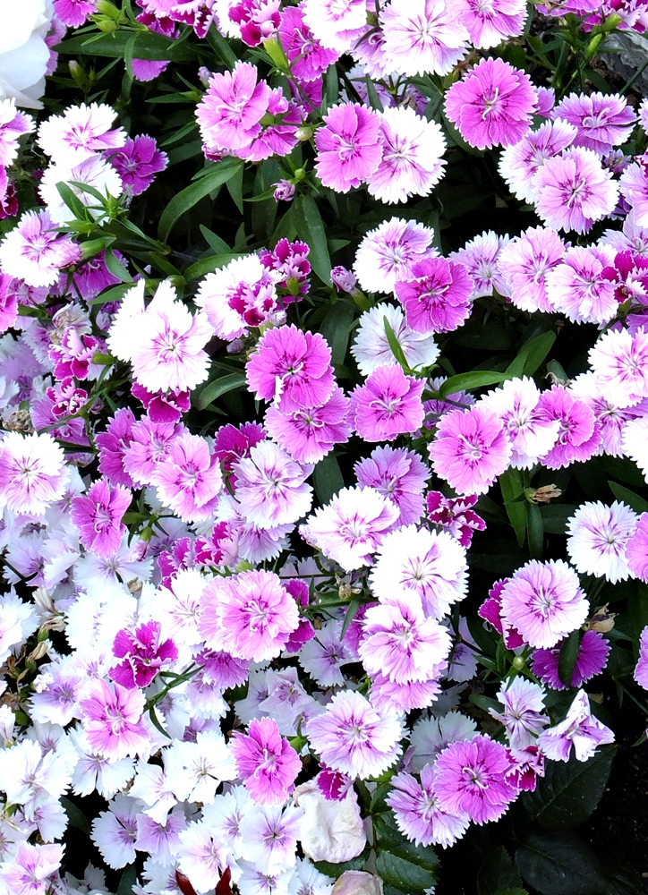 Puck en el cine&nbsp;(1954)