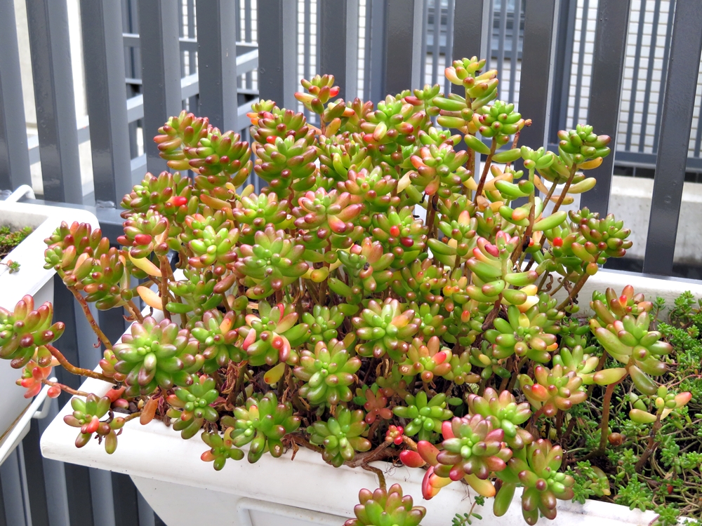 En la mitad del invierno&nbsp;(2020)