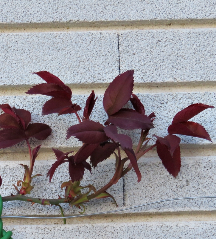 Primeros brotes (2020)