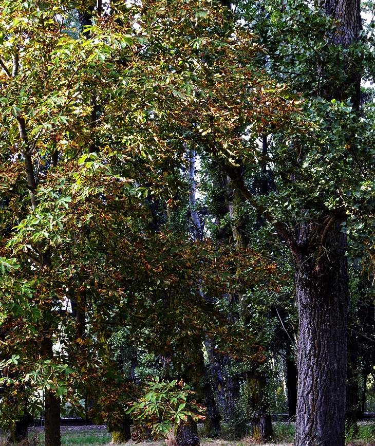 Ismail Kadaré (1936)