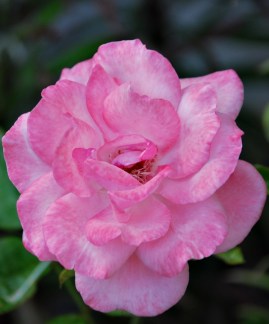 Mary Higgins Clark F