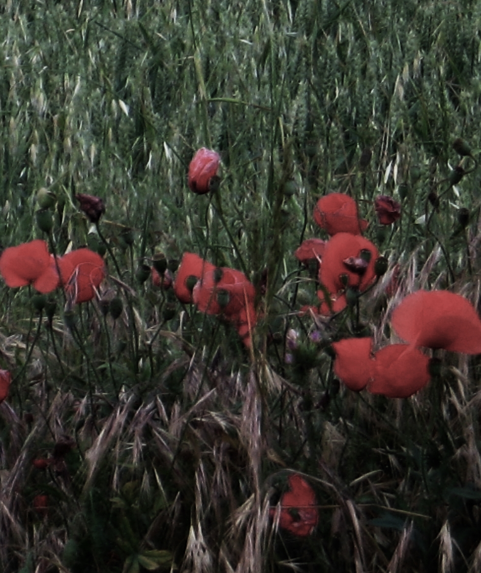 No dormiremos (2007)