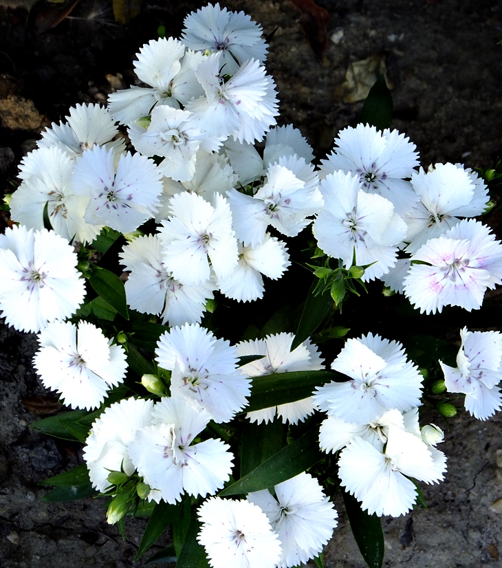 Puck en la nieve&nbsp;(1954)