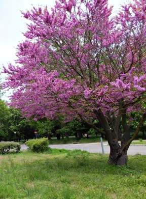 Recuerdos otra vida D