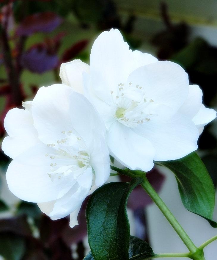 Rilla, la de Ingleside&nbsp;(1921)