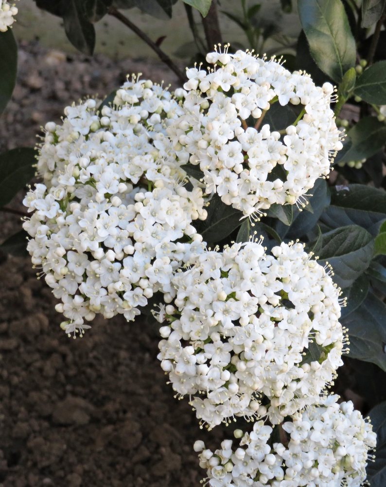 Flores y nieve en primavera&nbsp;(20200316)