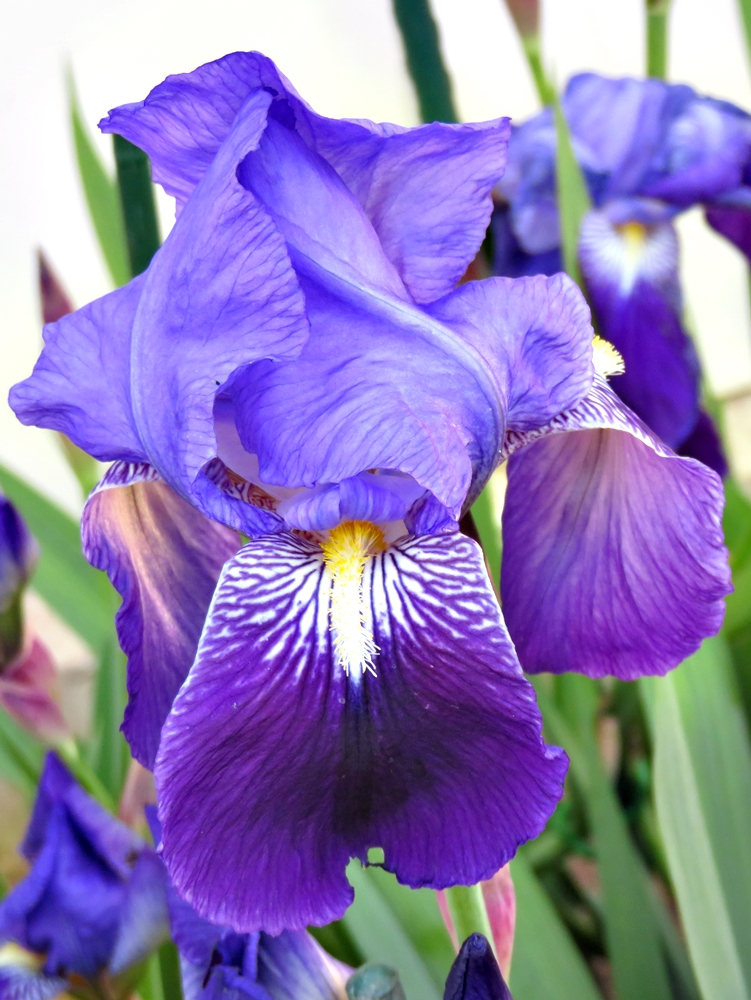 De flor en flor, ya es primavera&nbsp;(20200325)