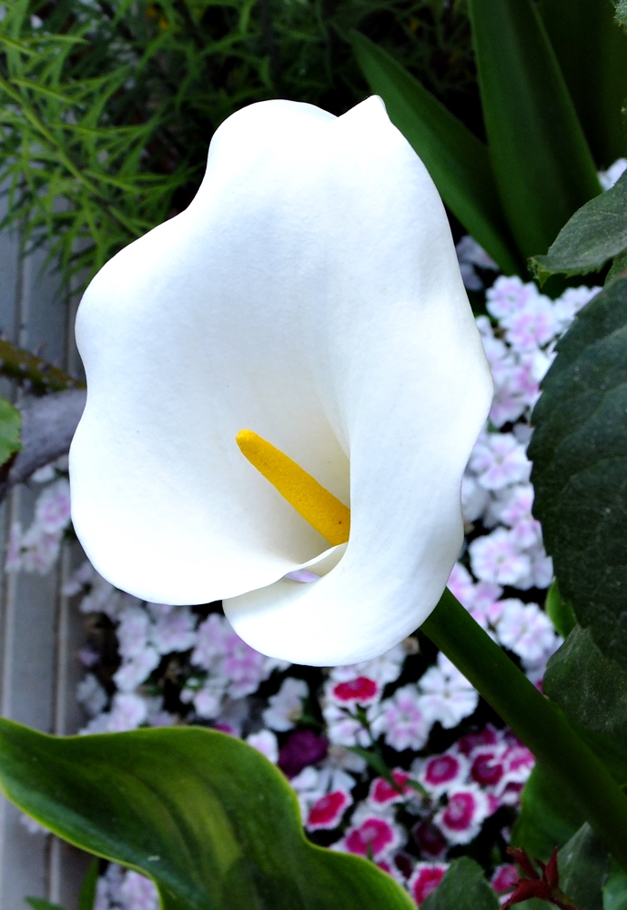 Anita Shreve (1946-2018)