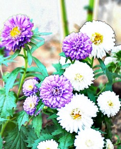 Gretche se preocupa D