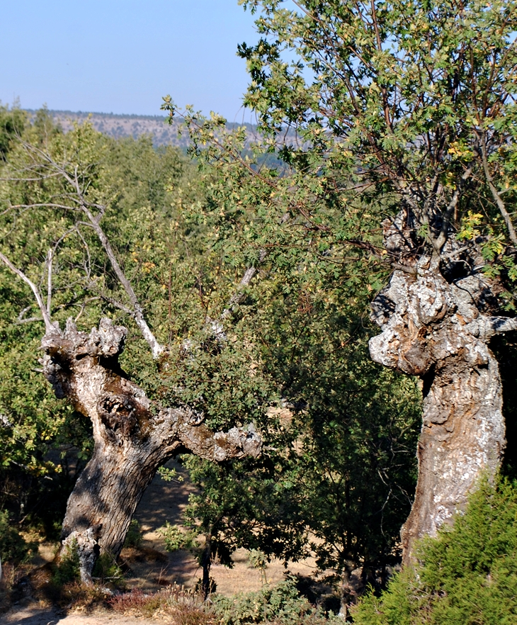 Los Hollister y las monedas de la suerte&nbsp;(1976)