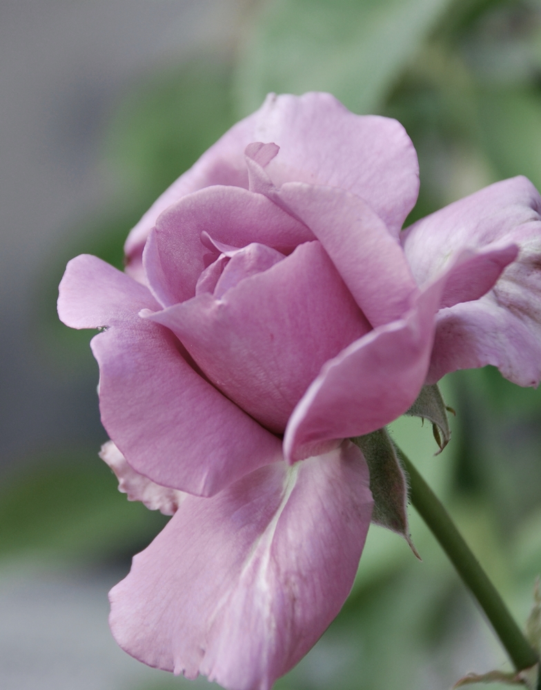 La señorita Mapp&nbsp;(1922)