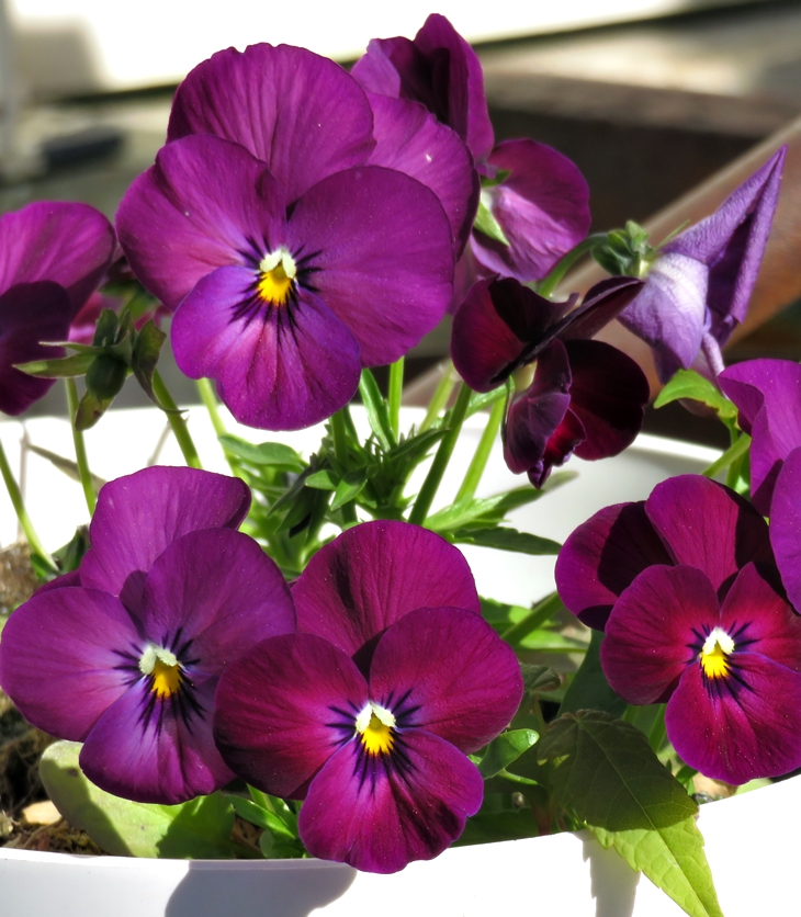 Primavera, paso a paso&nbsp;(20200408)